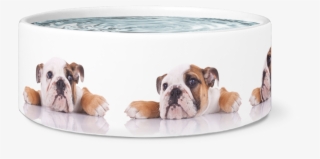Large Dog Bowl, English Bulldogs Designer Dog Bowls - Boxer