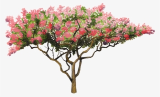 750 X 502 8 - Lagerstroemia Tree Png