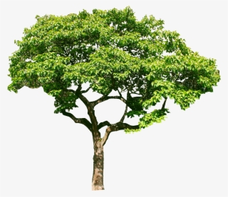 Oak