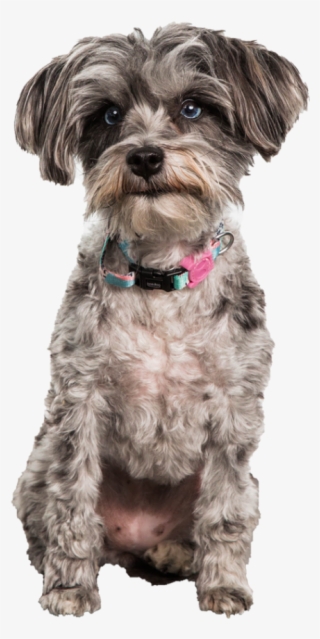 1 On 1 Dog Training Sessions - Yorkipoo