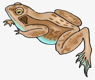 Frog - Brown Frog Clipart