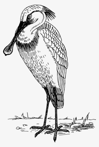 Beak Water Bird Bald Eagle Feather - Woodpecker