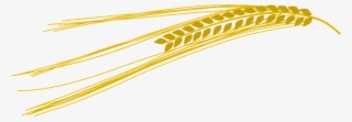 Vetor Trigo Png