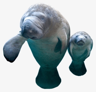 Manatee Png - Walrus