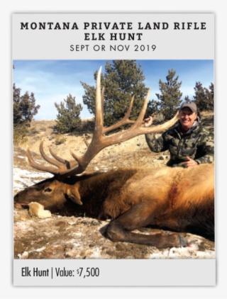 Montana Private Land Rifle Elk Hunt - Elk