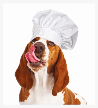 Dog Wearing Chef Hat - Dog Yawns