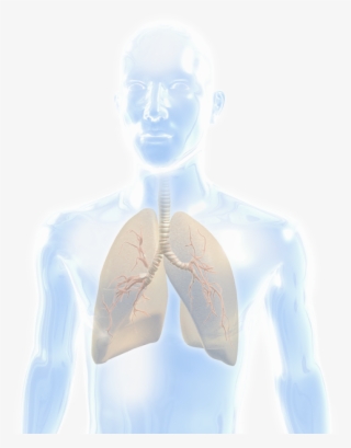 Lung - Illustration