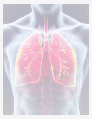 lungs - respiratory system