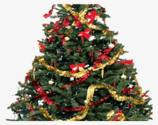 Fir-tree Png Transparent Images - Kwanzaa Christmas Tree