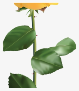Yellow Rose Clipart Vintage Yellow Rose Encode Clipart - Transparent Yellow Flower Png