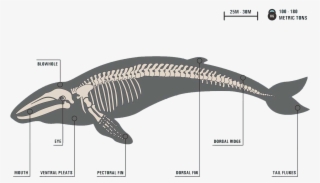 Image - Skeleton Of A Baleen Whale