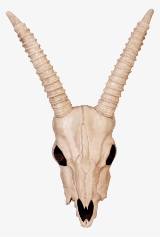 Download - Gazelle Skull