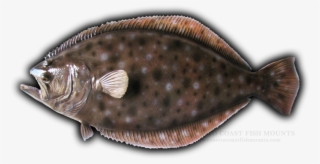 25" Fluke Fish Mount Replica - Sole