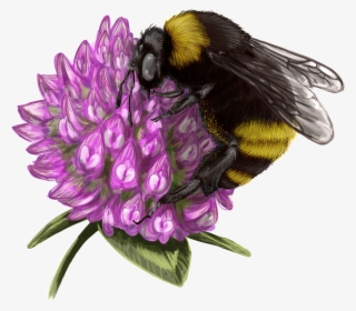 Bumblebee Honey Transprent Png Free - Bumblebee