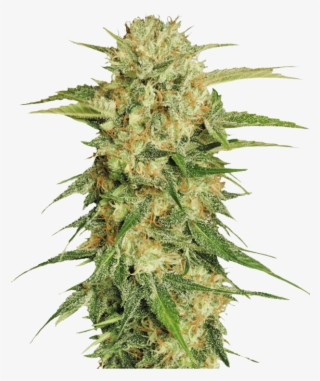Online Marijuana Dispensary - Cannabis Sativa Seed Plant