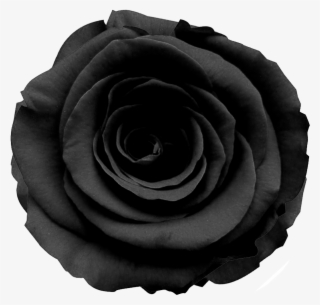 Black Roses - Black Flower