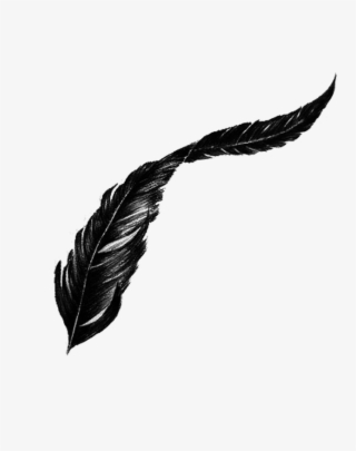 Black Feather Transparent Background