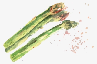 Asparagus - Chlorophyta