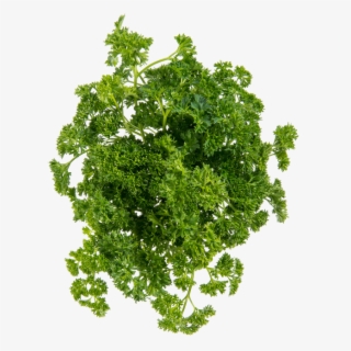 Curly Parsley - Stock Photography