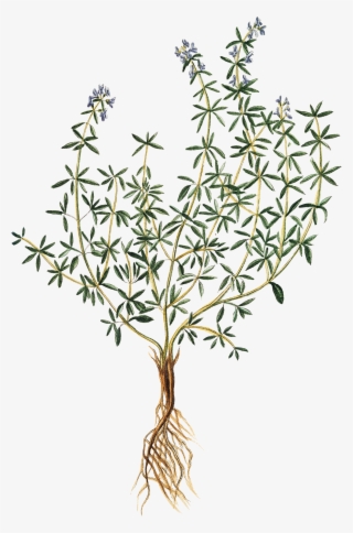 Vegetation Drawing Herb - Thyme Print