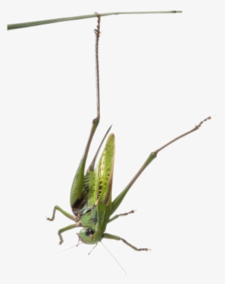 Habitat-grasshopper - Grasshopper