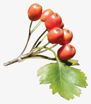 Fruit - Hawthorn Png