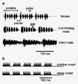 A Representative Segments From Female And Male Songs - Pattern