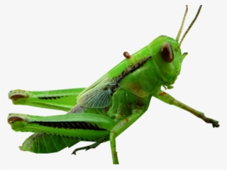 Grasshopper Clipart Transparent - Cricket's Ears Meme