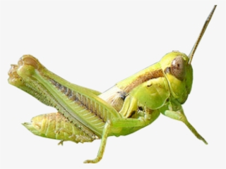 Grasshopper Clipart Locust Swarm - Band Winged Grasshoppers