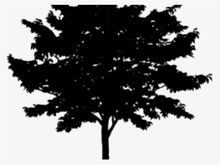 640 X 480 2 - Blue Tree