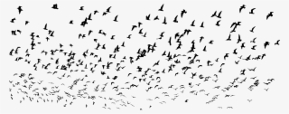 Big Image - Flock