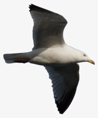 Gull Png Background - European Herring Gull