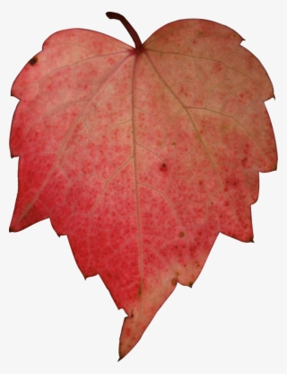 Stock Red Leave Png By Nexu On - Leave Red
