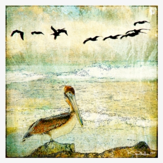 Pelican & Gulls Canvas - Duck