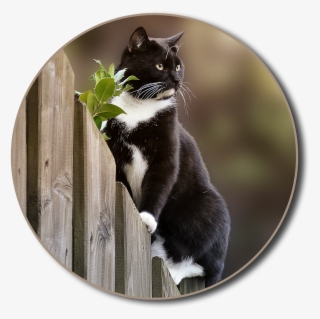 Cat Fence Garden - Domestic Short-haired Cat