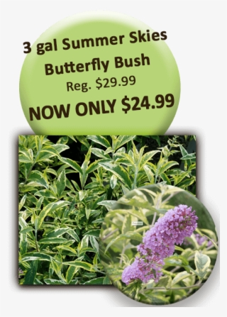 3 Gal Summer Skies Butterfly Bush - Special K