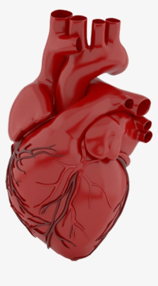 Heart - Illustration