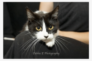 Photo Of Ac0638 Princess Poppy - Domestic Short-haired Cat