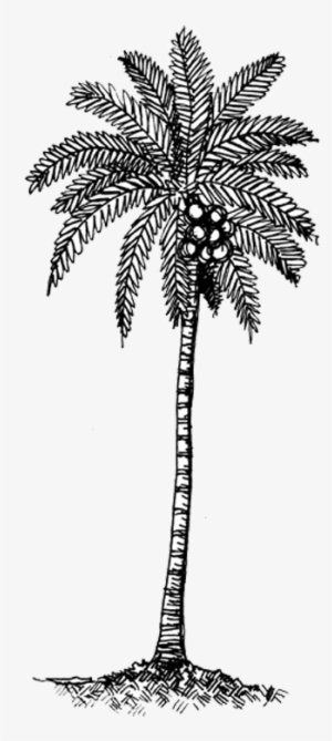 Filename - - Black & White Coconut Tree