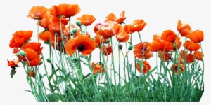 Clipart Resolution 900*450 - Poppies Png