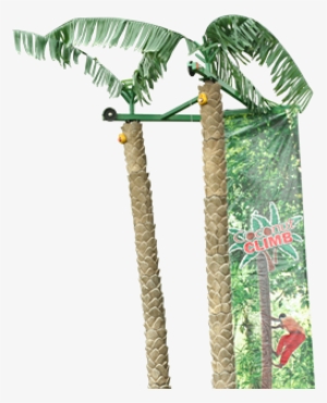 Palm-tree - Coconut Tree Climb Rental