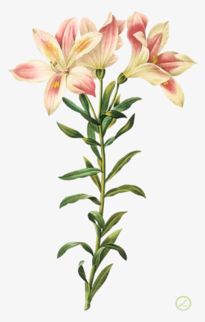 Flor By Eross-666 - Alstroemeria Botanical