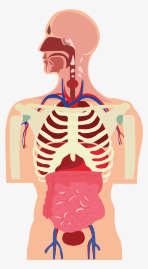 Image - Human