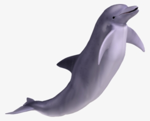Dolphin Singing Png Image - Dolphin Png