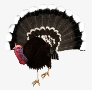 Real Turkey - Turkey With No Background