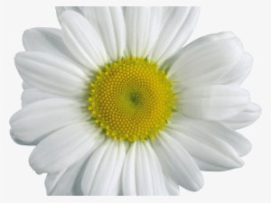 chamomile png transparent images - chamomile png