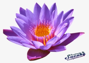 Free Png Water Lily Png Png Images Transparent - Water Lily