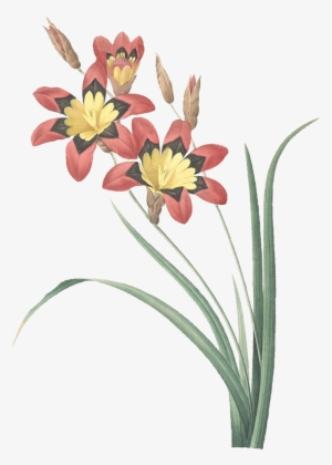 Download At - P J Redoute 63 Ixia Tricolor How To Tell Original From