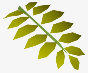 Curry Leaf Detail - Tree