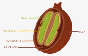 Anatomy Of Green Beans What On Earth Is Honey Process - Coffee Cherry Cross Section